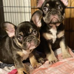 French Bulldog Puppies from Dunromin Farm
