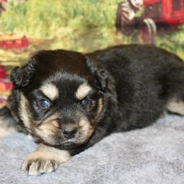 Black Tri 2 - Black tri female Miniature Australian Shepherd puppy in Ronan, Montana from Dirt Road Aussie’s of Montana
