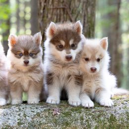 Icarius - Red and white male Pomsky puppy in Moultonborough, New Hampshire from Foxfire Arctic Spitz