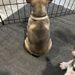 French Bulldog Puppies from A Cute Pair of Frenchies