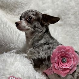Irina - Chihuahua