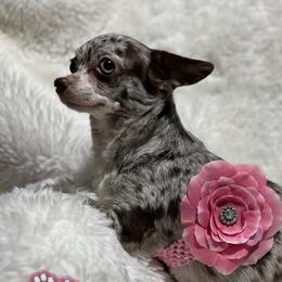 Irina - Chihuahua