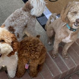 Goldendoodles and Labradoodles from Blackberry Hill Doodles