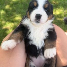 Mustard - Black rust and white female Bernese Mountain Dog puppy in Petersburg, Michigan from Vantage Point