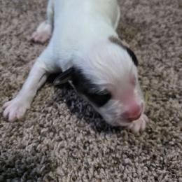 Boy 4 - White and badger male Great Pyrenees puppy in Ruthven, Iowa from Whispering Heights Ranch