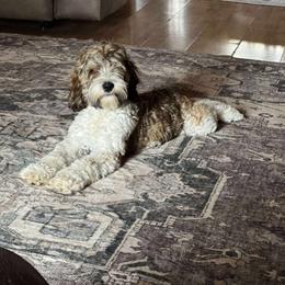 Reya - Cockapoo