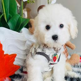 SNOOPY - White male Maltipoo puppy in Sugar Land, Texas from Celebrity Maltipoos