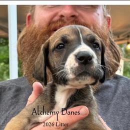 Vongole - Fawn male Great Dane puppy in Medford, New York from Alchemy Danes