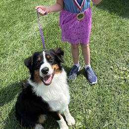 Australian Shepherds from E&C Australian Shepherds