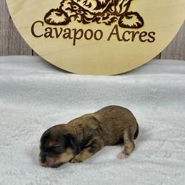 Ivy - Chocolate female Cavapoo puppy in Lancaster, Missouri from Cavapoo Acres