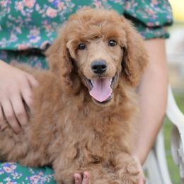 Meg - Red  female Poodle puppy in Grimsley, Tennessee from Above Standard Poodles