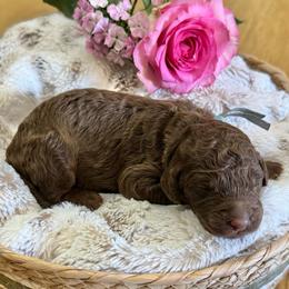 Chocolate Chip- Blue Collar - Chocolate male Goldendoodle puppy in Bay City, Texas from Charming Doods Goldendoodles