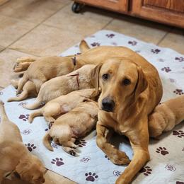 Abby - Labrador Retriever