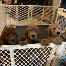 Poodle Puppies from FurEver Poodles