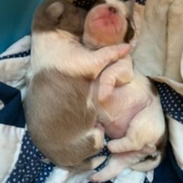 Shih Tzu Puppies from Burke Manor Shih Tzu