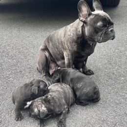 French Bulldogs from Frenchie Farm