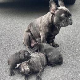 French Bulldogs from Frenchie Farm