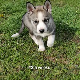 Siberian Husky Puppies from Grayline Siberians