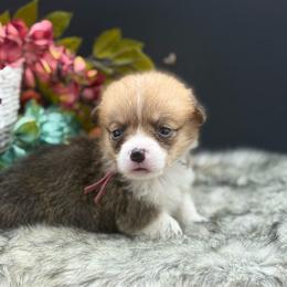 Layla - Sable and white female American Corgi puppy in Missouri from Country Legends Aussies & Corgis