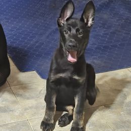 Krystal - Bi-color female German Shepherd puppy in Florence, Alabama from Penley Shepherds