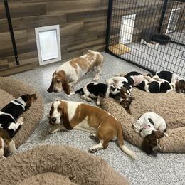 Basset Hound Puppies from TopCrop Bassets