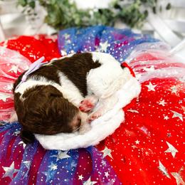 Hope - Parti female Goldendoodle puppy in Montgomery, Texas from Dacus Doodles