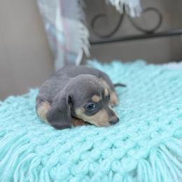 Lightning - Gray (blue) and cream male Dachshund puppy in Decatur, Mississippi from KP Dachshunds