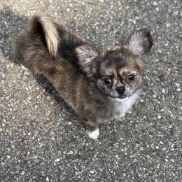 Naomi - Chihuahua