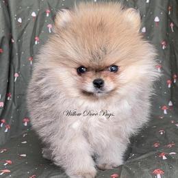 TINY Whisky - Orange male Pomeranian puppy in Coram, New York from Willow Dove Pugs