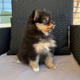 Autumn - Tri-colored female Pomeranian puppy in San Jacinto, California from Savvypomeranians