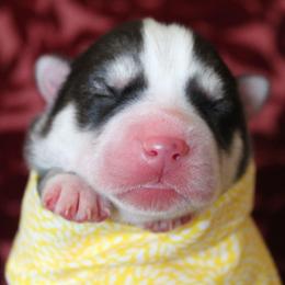 Yellow - Black and white female Siberian Husky puppy in York, Pennsylvania from Spalla Pups