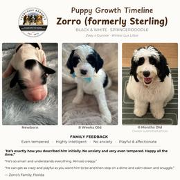 Aussiedoodle, English Springer Spaniel, and Springerdoodle Puppies from Storyside Kennels