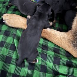 Felix - Black and red male German Shepherd puppy in Charlottesville, Virginia from AB_Elite_GSD