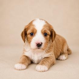 Benji - Red male Cavapoo puppy in Floyd, Virginia from Hearts and Paws Poodles and Doodles