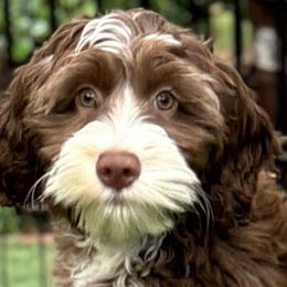 Green Collar Boy - Chocolate male Australian Labradoodle puppy in Statesville, North Carolina from Rose Cottage Labradoodles