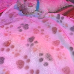 Maltipoo Puppies from JJR Doggie World LLC