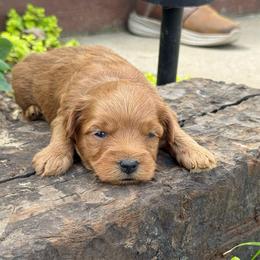 Fritz - Red male Havapoo puppy in Bowling Green, Kentucky from Denise Clark
