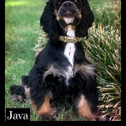 Java 1 - Cocker Spaniel