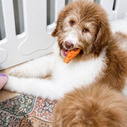 Honey - Tri-color female Bernedoodle puppy in North Carolina from NC Doodle Puppies