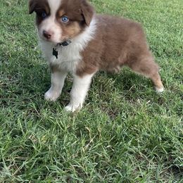 Boy 3 - Red Australian Shepherd puppy in Blum, Texas from 4P Poteet Farms
