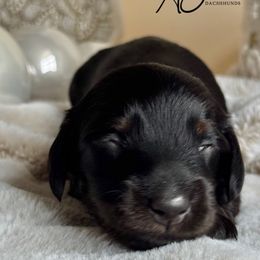Pierce - Black and tan male Dachshund puppy in Clever, Missouri from Autumn Breeze Dachshunds