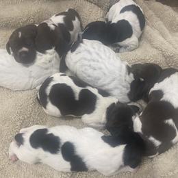 Puppy 2 Pink  Reserved - Liver and white female German Shorthaired Pointer puppy in Hardeman County, Tennessee from Howell Farm GSP