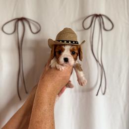 Lariat - Blenheim female Cavalier King Charles Spaniel puppy in Vaughn, Montana from Alpine Cavaliers