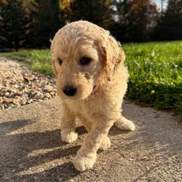Light Pink - Female - Cream female Goldendoodle puppy in Kent City, Michigan from Hannah Mae Doodles