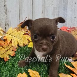 Tortellini - Chocolate and white male Chihuahua puppy in Bowdon, Georgia from Paschal's Pups