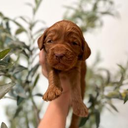 Rex - Caramel red male Australian Labradoodle puppy in Palmdale, California from Pixie Doodle Paws