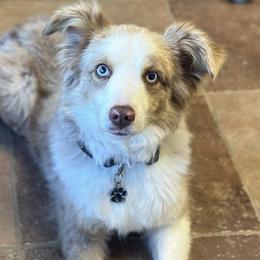 Miniature American Shepherds and Toy Australian Shepherds from Southern L Aussies