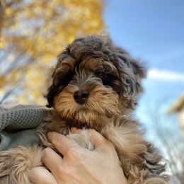 Elvis - Goldendoodle