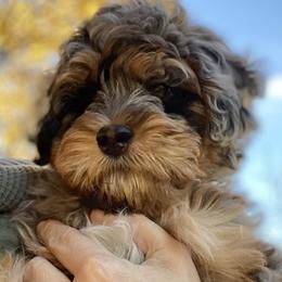 Elvis - Goldendoodle