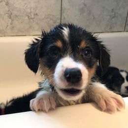 Pembroke Welsh Corgi Puppies from B&J Corgis